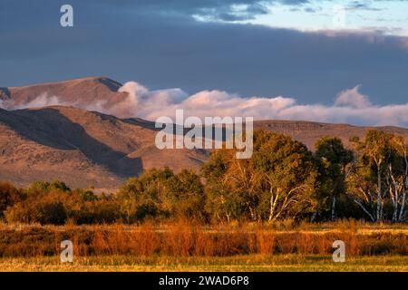 USA, Idaho, Bellevue, Trees in rural landscape with mountains in background Stock Photo