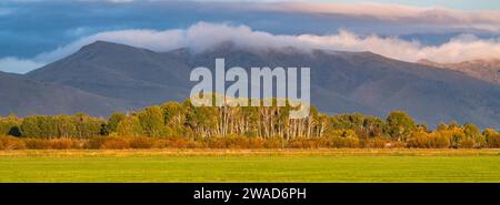 USA, Idaho, Bellevue, arbres dans le paysage rural avec des montagnes en arrière-plan Banque D'Images