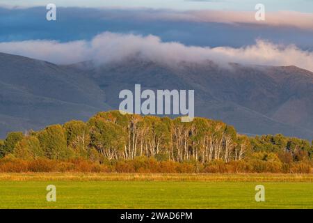 USA, Idaho, Bellevue, Trees in rural landscape with mountains in background Stock Photo