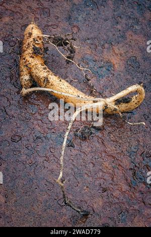 La vraie racine de Mandragore (Mandragora officinarum), dans cette usine sont attribués des pouvoirs magiques Banque D'Images