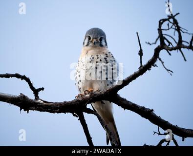 petit faucon regardant la caméra avec un visage mignon, kestrel américain Banque D'Images