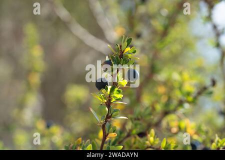 calafate berry gros plan Banque D'Images