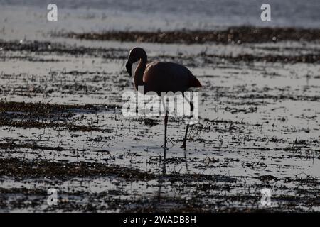 flamingo au coucher du soleil sur un terrain humide Banque D'Images