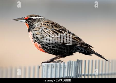 meadowlark à longue queue sur une clôture métallique Banque D'Images