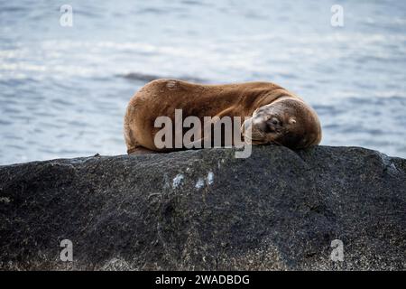 loup de mer dormant sur une tête côté rocher Banque D'Images