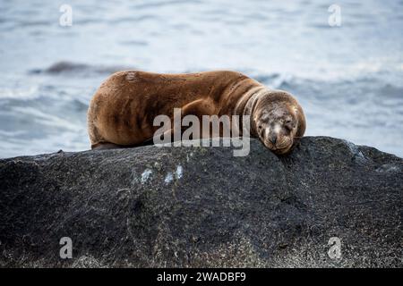 loup de mer dormant sur un rocher regardant la caméra Banque D'Images