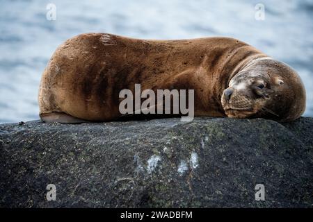 loup de mer dormant sur un rocher à côté de la mer Banque D'Images