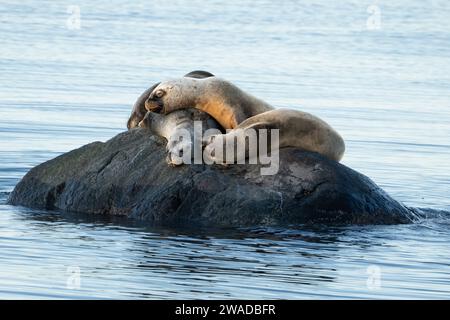 famille de loups de mer dormant ensemble sur un rocher Banque D'Images