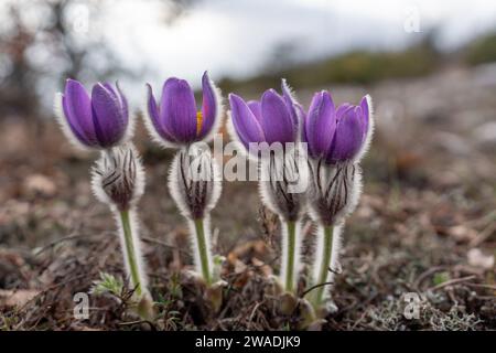 Fleur de printemps d'herbe de rêve. Pulsatilla fleurit au début du printemps dans les forêts et les montagnes. Les fleurs de pulsatilla violettes se rapprochent dans la neige Banque D'Images