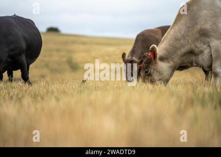 Vaches dans les champs, pâturant sur l'herbe et le pâturage en Australie, dans un ranch agricole. Bétail mangeant du foin et de l'ensilage. Les races incluent Speckle Park, Murray Grey, Banque D'Images