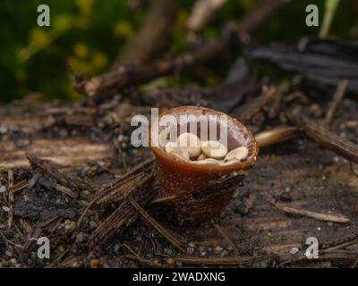 PC290390 champignon du nid d'oiseau à œufs blancs, Crucibulum crucibuliforme, sur bois pourri, CECP 2023 Banque D'Images