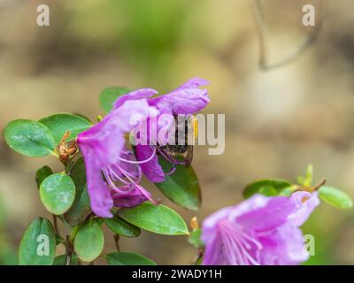 Fleurs roses de l'espace de copie de rhododendron sibérien. Rhododendron dauricum. Floraison printanière du rhododendron de l'Altaï. Plan rapproché de Rhododendron dauricu Banque D'Images