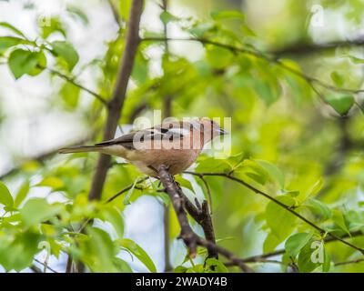 Le chaffinch commun est posé sur un arbre. Magnifique oiseau de mer commun chaffinch dans la faune. Le chaffinch commun ou simplement le chaffinch, nom latin Fringilla c Banque D'Images