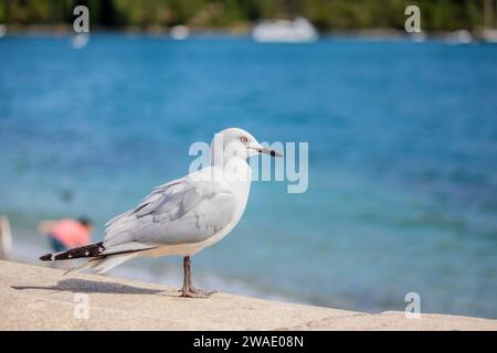 Le Goéland à bec noir (Chroicocephalus bulleri) est une espèce presque menacée de Goéland de la famille des Laridae. Banque D'Images