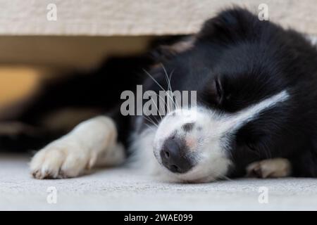 Portrait d'un beau chiot mâle Border Collie couché sur le sol en béton, sous la table avec un tissu. Banque D'Images