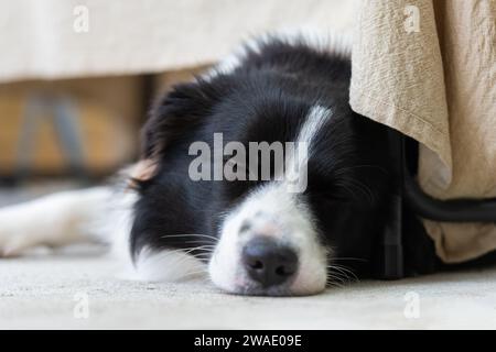 Portrait d'un beau chiot mâle Border Collie couché sur le sol en béton, sous la table avec un tissu. Banque D'Images