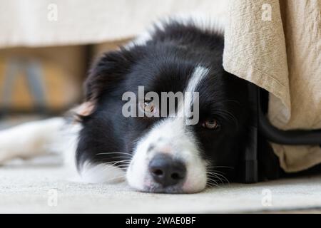 Portrait d'un beau chiot mâle Border Collie couché sur le sol en béton, sous la table avec un tissu. Banque D'Images