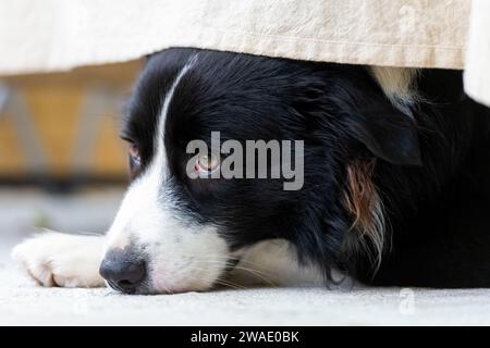 Portrait d'un beau chiot mâle Border Collie couché sur le sol en béton, sous la table avec un tissu. Banque D'Images