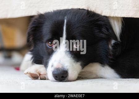 Portrait d'un beau chiot mâle Border Collie couché sur le sol en béton, sous la table avec un tissu. Banque D'Images