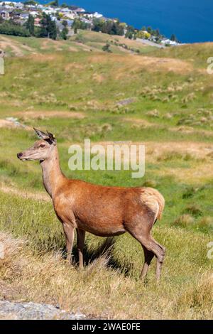 Le cerf en jachère mâle (Dama dama) à Deer Park Heights Queenstown en Nouvelle-Zélande. L'arrière-plan est le Queenstown et le lac Wakatipu. Banque D'Images