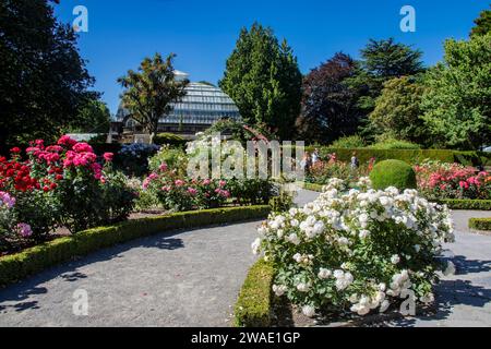 La vue de Rose Garden dans les jardins botaniques de Christchurch. La première roseraie publique à être développée en Nouvelle-Zélande en 1909. Banque D'Images