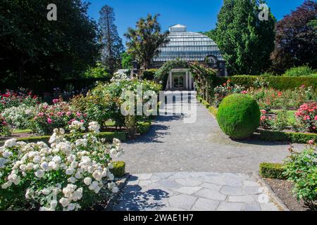 La vue de Rose Garden dans les jardins botaniques de Christchurch. La première roseraie publique à être développée en Nouvelle-Zélande en 1909. Banque D'Images