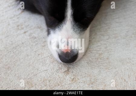 Gros plan du nez du chiot Border collie. Gros plan du museau d'un chien. Chien couché sur un sol en béton. Banque D'Images