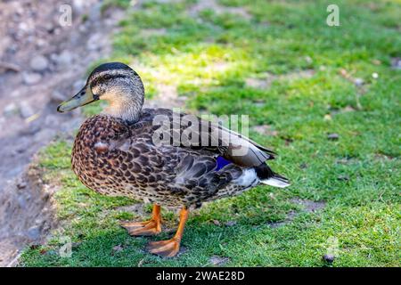 Le canard noir du Pacifique (Anas superciliosa) est un canard qui se trouve dans une grande partie de l'Indonésie, de la Nouvelle-Guinée, de l'Australie et de la Nouvelle-Zélande. Banque D'Images