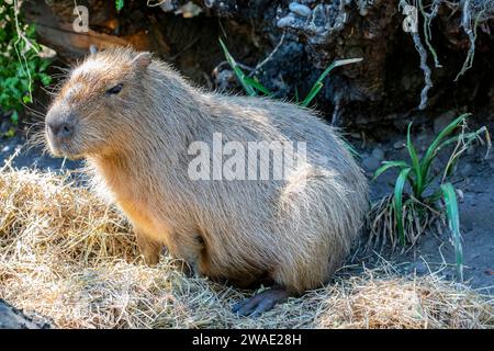 L'image de gros plan de Capybara (Hydrochoerus hydrochaeris). C'est un rongeur de cava géant originaire d'Amérique du Sud. C'est le plus grand rongeur vivant. Banque D'Images