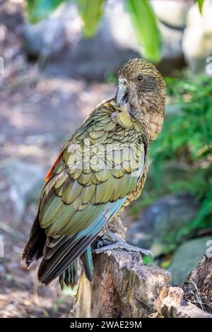 Un kea (Nestor notabilis) se tient seul. C'est une espèce de grand perroquet de la famille des Nestoridae que l'on trouve dans les régions boisées et alpines Banque D'Images