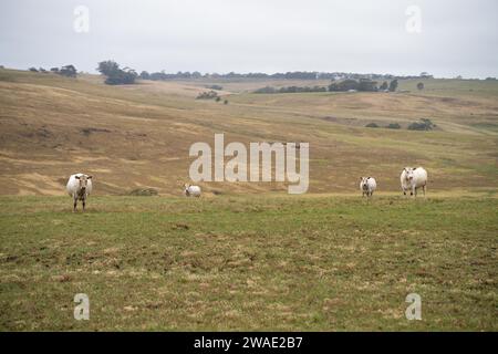 Vaches dans les champs, pâturant sur l'herbe et le pâturage en Australie, dans un ranch agricole. Bétail mangeant du foin et de l'ensilage. Les races incluent Speckle Park, Murray Grey, Banque D'Images