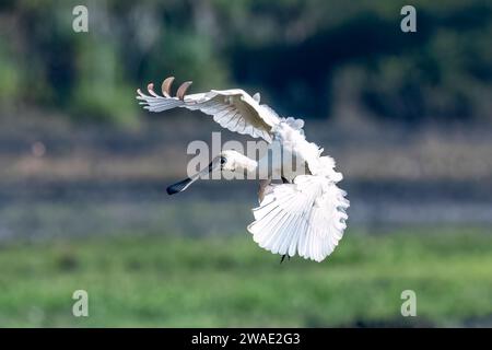 Royal Spoonbill (Platalea regia) arrivant à terre, Fogg Dam, territoire du Nord, NT, Australie Banque D'Images