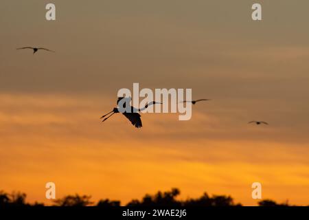 Silhouette d'une Grande Egret (Ardea alba) arrivant à atterrir dans la lumière dorée au lever du soleil, barrage de Fogg, territoire du Nord, NT, Australie Banque D'Images