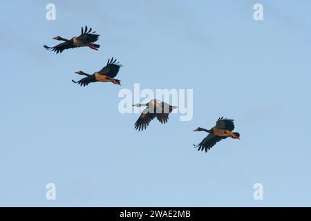 Un troupeau d'oies magpie (Anseranas semipalmata) en vol, barrage de Fogg, territoire du Nord, territoire du Nord, Australie Banque D'Images