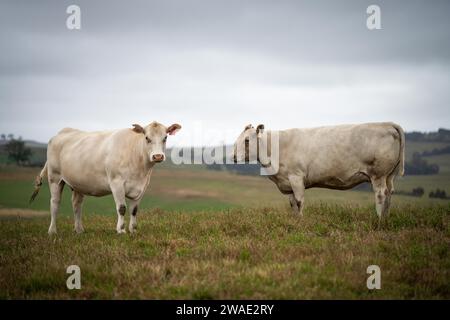 Vaches dans les champs, pâturant sur l'herbe et le pâturage en Australie, dans un ranch agricole. Bétail mangeant du foin et de l'ensilage. Les races incluent Speckle Park, Murray Grey, Banque D'Images