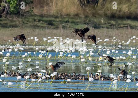 Un troupeau de canards siffleurs errants (Dendrocygna arcuata) débarquant dans les zones humides, penché de Billabong, Marrakai, territoire du Nord, NT, Australie Banque D'Images