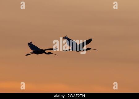 Silhouette de deux Royal Spoonbills (Ardea alba) volant dans la lumière dorée au lever du soleil, Fogg Dam, territoire du Nord, NT, Australie Banque D'Images