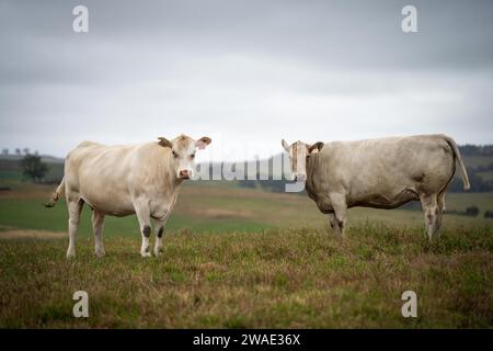 Vaches dans les champs, pâturant sur l'herbe et le pâturage en Australie, dans un ranch agricole. Bétail mangeant du foin et de l'ensilage. Les races incluent Speckle Park, Murray Grey, Banque D'Images