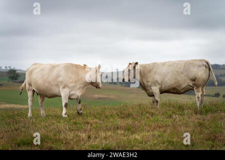 Vaches dans les champs, pâturant sur l'herbe et le pâturage en Australie, dans un ranch agricole. Bétail mangeant du foin et de l'ensilage. Les races incluent Speckle Park, Murray Grey, Banque D'Images