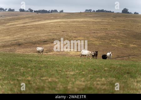 Vaches dans les champs, pâturant sur l'herbe et le pâturage en Australie, dans un ranch agricole. Bétail mangeant du foin et de l'ensilage. Les races incluent Speckle Park, Murray Grey, Banque D'Images