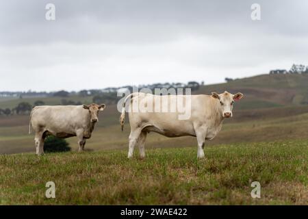 Vaches dans les champs, pâturant sur l'herbe et le pâturage en Australie, dans un ranch agricole. Bétail mangeant du foin et de l'ensilage. Les races incluent Speckle Park, Murray Grey, Banque D'Images