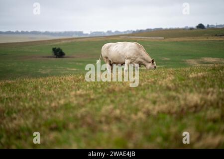 Vaches dans les champs, pâturant sur l'herbe et le pâturage en Australie, dans un ranch agricole. Bétail mangeant du foin et de l'ensilage. Les races incluent Speckle Park, Murray Grey, Banque D'Images