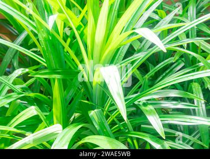 Fond de feuille de pandanus frais vert parfumé, nourriture thaïlandaise, dessert ou exhausteur sucré est utilisé pour la bonne odeur avec un arôme merveilleux et de telles feuilles sont il Banque D'Images