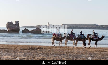 Groupe de chameaux sur la plage avec outctop rocheux et île derrière lors d'une soirée d'hiver dans la ville d'Essaouira, Maroc, le 3 janvier 2024 Banque D'Images