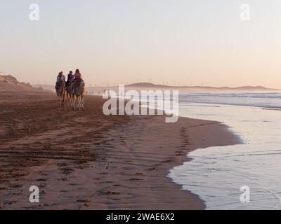 Chameaux au coucher du soleil sur une plage de sable avec un parc éolien derrière dans la ville d'Essaouira, Maroc, le 3 janvier 2024 Banque D'Images