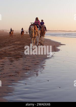 Chameaux au coucher du soleil sur une plage de sable avec un parc éolien derrière, dans la ville d'Essaouira, Maroc, le 3 janvier 2024 Banque D'Images