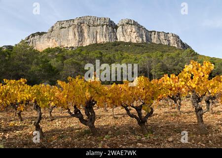 Automne : vignobles sous la falaise Hortus. Coteaux du Languedoc - pic Saint-Loup. Près de Saint-Mathieu de Treviers. Occitanie, France Banque D'Images