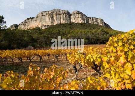 Automne : vignobles sous la falaise Hortus. Coteaux du Languedoc - pic Saint-Loup. Près de Saint-Mathieu de Treviers. Occitanie, France Banque D'Images