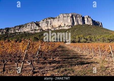 Automne : vignobles sous la falaise Hortus. Coteaux du Languedoc - pic Saint-Loup. Près de Saint-Mathieu de Treviers. Occitanie, France Banque D'Images