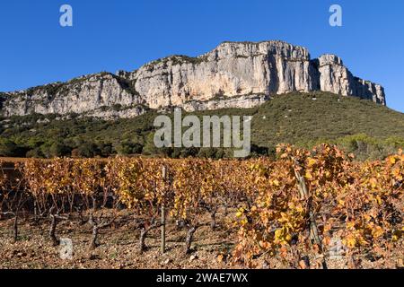 Automne : vignobles sous la falaise Hortus. Coteaux du Languedoc - pic Saint-Loup. Près de Saint-Mathieu de Treviers. Occitanie, France Banque D'Images